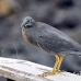 heron_lava_blue_great_san_h_0088_ecu2285.jpg